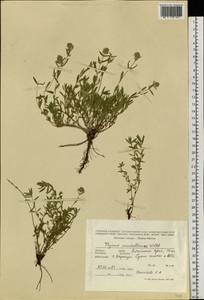 Thymus pannonicus All., Сибирь, Алтай и Саяны (S2) (Россия)