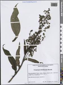 Чемерица Лобеля Bernh., Сибирь, Западная Сибирь (S1) (Россия)