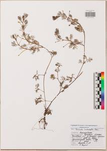 Лютик волосолистный, Шелковник волосолистный Chaix, Восточная Европа, Центральный район (E4) (Россия)