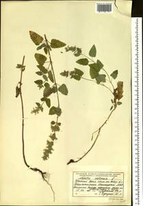 Котовник кошачий L., Восточная Европа, Восточный район (E10) (Россия)