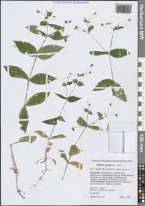 Звездчатка Бунге Fenzl, Сибирь, Прибайкалье и Забайкалье (S4) (Россия)