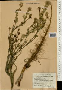 Козлобородник опушенноносый Artemczuk, Кавказ, Дагестан (K2) (Россия)