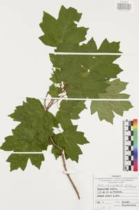 Клен полевой, Клен равнинный L., Восточная Европа, Центральный район (E4) (Россия)