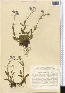 Myosotis alpestris subsp. suaveolens (Waldst. & Kit. ex Willd.) Strid, Средняя Азия и Казахстан, Памир и Памиро-Алай (M2) (Таджикистан)