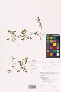 Сердечник извилистый With., Восточная Европа, Центральный район (E4) (Россия)