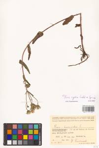 Picris hieracioides subsp. hieracioides, Восточная Европа, Центральный район (E4) (Россия)