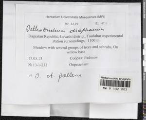 Orthotrichum diaphanum Schrad. ex Brid., Гербарий мохообразных, Мхи - Северный Кавказ и Предкавказье (B12) (Россия)