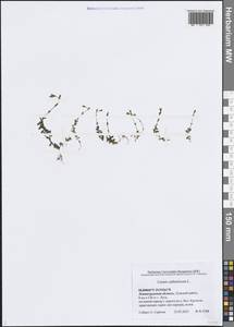 Лен слабительный L., Восточная Европа, Северо-Западный район (E2) (Россия)