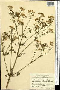 Болиголов крапчатый, Болиголов пятнистый L., Кавказ, Краснодарский край и Адыгея (K1a) (Россия)