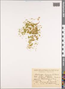 Мерингия трехжилковая (L.) Clairv., Кавказ, Грузия (K4) (Грузия)