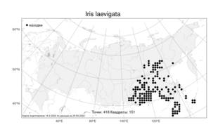 Iris laevigata, Ирис гладкий Fisch., Атлас флоры России (FLORUS) (Россия)