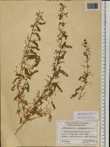 Lipandra polysperma (L.) S. Fuentes, Uotila & Borsch, Сибирь, Центральная Сибирь (S3) (Россия)