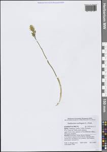 Narthecium ossifragum (L.) Huds., Западная Европа (EUR) (Испания)