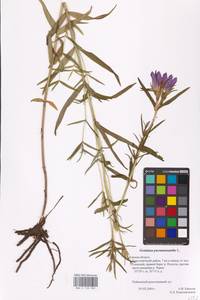 Горечавка легочная L., Восточная Европа, Центральный район (E4) (Россия)