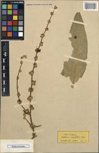 Verbascum napifolium Boiss., Зарубежная Азия (ASIA) (Турция)