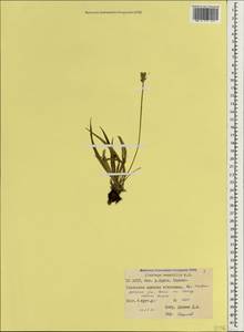 Plantago atrata subsp. spadicea Pilg., Кавказ, Северная Осетия, Ингушетия и Чечня (K1c) (Россия)