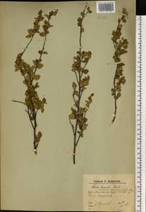 Береза приземистая Schrank, Восточная Европа, Северный район (E1) (Россия)