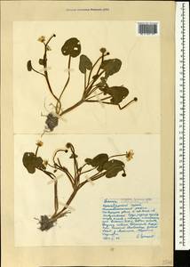 Чистяк калужницелистный Rchb., Кавказ, Черноморское побережье (от Новороссийска до Адлера) (K3) (Россия)