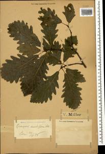 Quercus petraea subsp. polycarpa (Schur) Soó, Кавказ, Черноморское побережье (от Новороссийска до Адлера) (K3) (Россия)