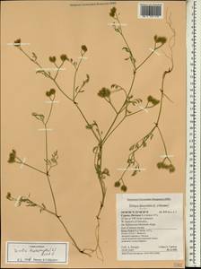 Пупырник тонколистный, Торилис тонколистный (L.) Rchb. fil., Зарубежная Азия (ASIA) (Кипр)