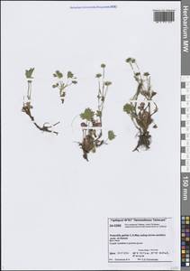 Лапчатка холодная, Сибирь, Центральная Сибирь (S3) (Россия)