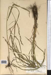 Bromus pulchellus Fig. & De Not., Средняя Азия и Казахстан, Западный Тянь-Шань и Каратау (M3) (Узбекистан)