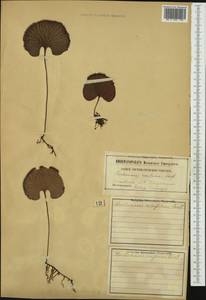 Hymenophyllum nephrophyllum Ebihara & K. Iwats., Австралия и Океания (AUSTR) (Новая Зеландия)