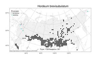 Hordeum brevisubulatum, Ячмень короткоостистый (Trin.) Link, Атлас флоры России (FLORUS) (Россия)