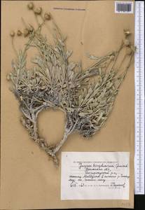 Jurinea kirghisorum Janisch., Средняя Азия и Казахстан, Прикаспийский Устюрт и Северное Приаралье (M8) (Казахстан)