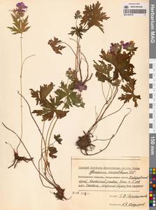 Герань волосистоцветковая DC., Сибирь, Дальний Восток (S6) (Россия)