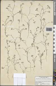 Bupleurum turcicum Snogerup, Зарубежная Азия (ASIA) (Турция)