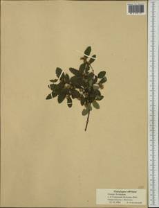 Nothofagus obliqua (Mirb.) Oerst., Австралия и Океания (AUSTR) (Новая Зеландия)