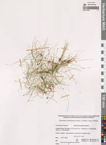 Болотница йокосукская (Franch. & Sav.) Tang & F.T.Wang, Сибирь, Якутия (S5) (Россия)