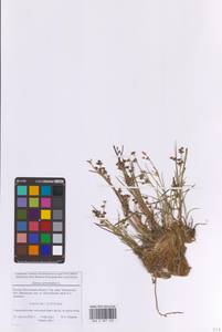 Ситник членистый L., Восточная Европа, Московская область и Москва (E4a) (Россия)