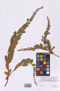 Хамедафна обыкновенная, Болотный мирт (L.) Moench, Восточная Европа, Московская область и Москва (E4a) (Россия)