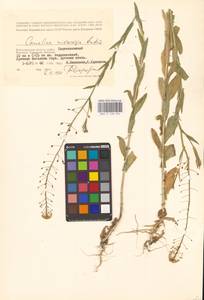 Рыжик мелкоплодный Andrz. ex DC., Восточная Европа, Нижневолжский район (E9) (Россия)