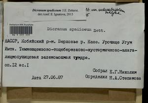Dicranum spadiceum J.E. Zetterst., Гербарий мохообразных, Мхи - Якутия (B19) (Россия)