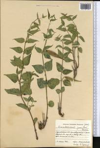 Ластовень низкорослый Decne., Средняя Азия и Казахстан, Каракумы (M6) (Туркмения)