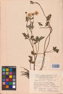 Лютик ползучий L., Восточная Европа, Восточный район (E10) (Россия)