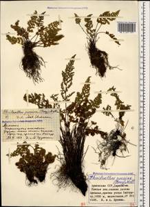 Oeosporangium persica (Bory) Vis., Кавказ, Армения (K5) (Армения)