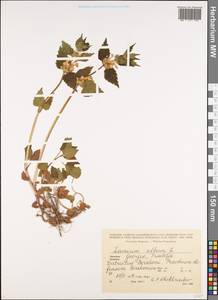 Яснотка белая, Глухая крапива L., Кавказ, Грузия (K4) (Грузия)