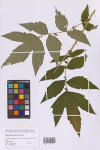 Таволга вязолистная (L.) Maxim., Восточная Европа, Московская область и Москва (E4a) (Россия)