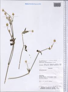 Gomphrena paraguayensis Chodat, Америка (AMER) (Парагвай)