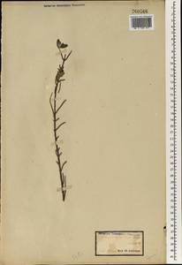 Pemphis acidula J. R. Forst. & G. Forst., Австралия и Океания (AUSTR) (Маршалловы Острова)