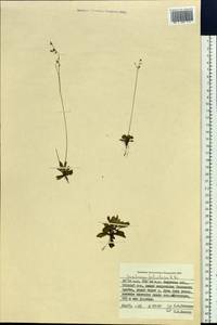 Камнеломка листочковая (R. Br.) Gornall, Сибирь, Дальний Восток (S6) (Россия)