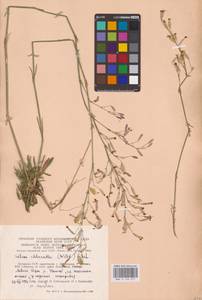 Смолевка зеленоцветковая (Willd.) Ehrh., Восточная Европа, Литва (E2a) (Литва)