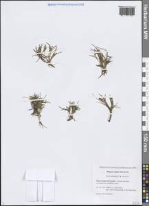 Фиппсия холодолюбивая (Sol.) R.Br., Сибирь, Центральная Сибирь (S3) (Россия)