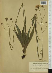 Hieracium calcareum subsp. baldense (Nägeli & Peter) Greuter, Западная Европа (EUR) (Австрия)