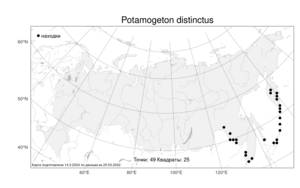 Potamogeton distinctus, Рдест отличающийся A.Benn., Атлас флоры России (FLORUS) (Россия)