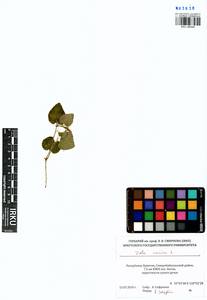 Фиалка собачья L., Сибирь, Прибайкалье и Забайкалье (S4) (Россия)